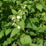 Lamium flexuosum flower picture by Maurice TREMOY (cc-by-sa)