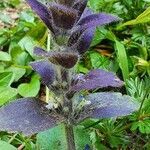 Ajuga pyramidalis leaf picture by Hans-Ulrich Kaiser (cc-by-sa)