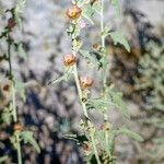 Sphaeralcea emoryi flower picture by Martin Bishop (cc-by-sa)