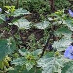 Nicandra physalodes habit picture by Sabina Hartmann (cc-by-sa)