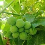 Jatropha curcas fruit picture by JP Lapid (cc-by-sa)