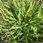 Plantago coronopus habit picture by Pierre Bonnet (cc-by-sa)