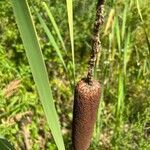 Typha angustifolia flower picture by Adam Van Straten (cc-by-sa)