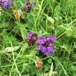 Prunella vulgaris flower picture by Radford Ashley (cc-by-sa)