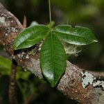 Toddalia asiatica leaf picture by E. Mouysset (cc-by-sa)