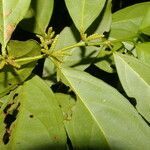 Lacistema aggregatum leaf picture by Nelson Zamora Villalobos (cc-by-nc)