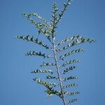 Nothofagus antarctica habit picture by Daniel Barthelemy (cc-by-nc)