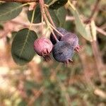 Amelanchier ovalis fruit picture by knick knack (cc-by-sa)