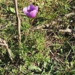 Anemone coronaria habit picture by Lionel Jacquot (cc-by-sa)