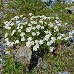 Achillea erba-rotta habit picture by Guy DR (cc-by-sa)