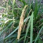 Carex cespitosa flower picture by Agaath Bosma (cc-by-sa)