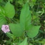 Ipomoea triloba leaf picture by Arvind Kulkarni (cc-by-sa)