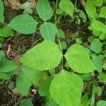 Amphicarpaea bracteata leaf picture by clare mattingly (cc-by-sa)