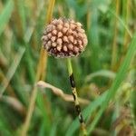 Allium vineale fruit picture by van der Drift Aad (cc-by-sa)