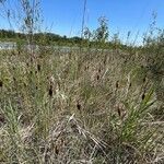 Typha minima habit picture by Olivier Chaline (cc-by-sa)