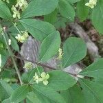 Euonymus alatus flower picture by justin batchman (cc-by-sa)