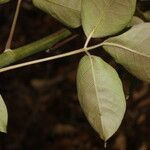 Bursera simaruba leaf picture by Nelson Zamora Villalobos (cc-by-nc)