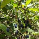 Chionanthus virginicus fruit picture by Reagan Vernon (cc-by-sa)