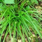 Carex pedunculata leaf picture by Philip Enteles (cc-by-sa)