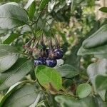 Solanum laxum fruit picture by Leandro da silva pereira (cc-by-sa)