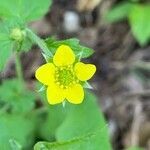 Geum urbanum flower picture by David Jeanmonod (cc-by-sa)