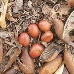 Castanospermum australe fruit picture by Martin W (cc-by-sa)