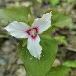 Trillium undulatum flower picture by Nathalie Salman (cc-by-sa)