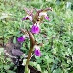 Anacamptis collina flower picture by Fernando Hermoso de Mendoza (cc-by-sa)