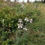 Linaria repens habit picture by Patrice Piccino (cc-by-sa)