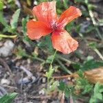 Papaver dubium habit picture by Monteiro Henrique (cc-by-sa)