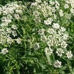 Pimpinella anisum flower picture by Mikyska Bohumil (cc-by-sa)