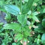 Epilobium alpestre leaf picture by Rohweder Karsten (cc-by-sa)