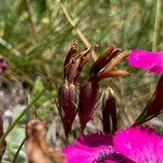 Dianthus pavonius fruit picture by Fabien Anthelme (cc-by-sa)