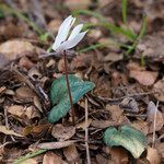 Cyclamen creticum flower picture by JotHa (cc-by-sa)