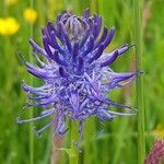 Phyteuma gallicum flower picture by Alain Lagrave (cc-by-sa)