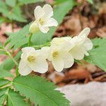 Cardamine kitaibelii flower picture by Emanuele Santarelli (cc-by-sa)