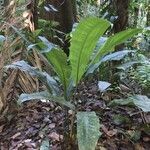 Cyclanthus bipartitus habit picture by Daniel Barthelemy (cc-by-nc)