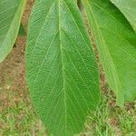 Apeiba tibourbou leaf picture by Thiago Flores Flores (cc-by-sa)