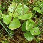 Neottia cordata habit picture by Yoan MARTIN (cc-by-sa)