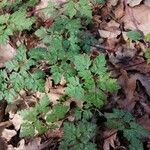 Erodium cheilanthifolium leaf picture by Fernandez Francisco (cc-by-sa)