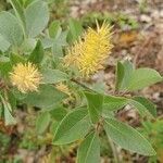 Salix glauca flower picture by David Dover (cc-by-sa)