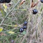 Chrysojasminum fruticans fruit picture by Marilyne Renou-Garcias (cc-by-sa)