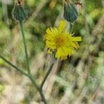 Hieracium glaucinum flower picture by doune34160 (cc-by-sa)