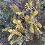 Prosopis farcta flower picture by P I (cc-by-sa)