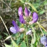 Lathyrus pubescens flower picture by Trap Hers (cc-by-sa)