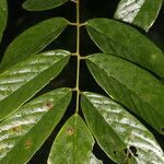 Machaerium floribundum leaf picture by Nelson Zamora Villalobos (cc-by-nc)