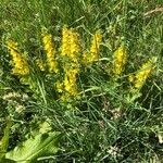 Lysimachia punctata habit picture by emilie richard (cc-by-sa)