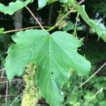 Acer pseudoplatanus leaf picture by Heinz Gass (cc-by-sa)