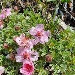 Potentilla nitida flower picture by Paul Janse (cc-by-sa)