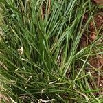 Zephyranthes candida leaf picture by Navneeth Rao (cc-by-sa)